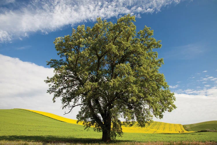 USA, Washington State, Palouse. Lone Tree In A Field Of Wheat With Canola In The Background.