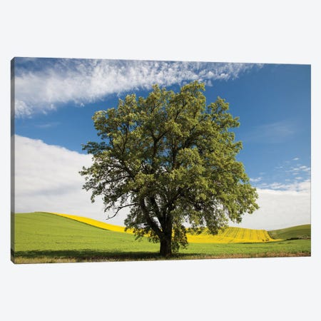 USA, Washington State, Palouse. Lone Tree In A Field Of Wheat With Canola In The Background. Canvas Print #JEG58} by Julie Eggers Canvas Art