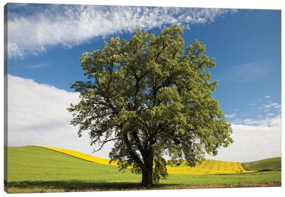 USA, Washington State, Palouse. Lone Tree In A Field Of Wheat With Canola In The Background. Canvas Art Print