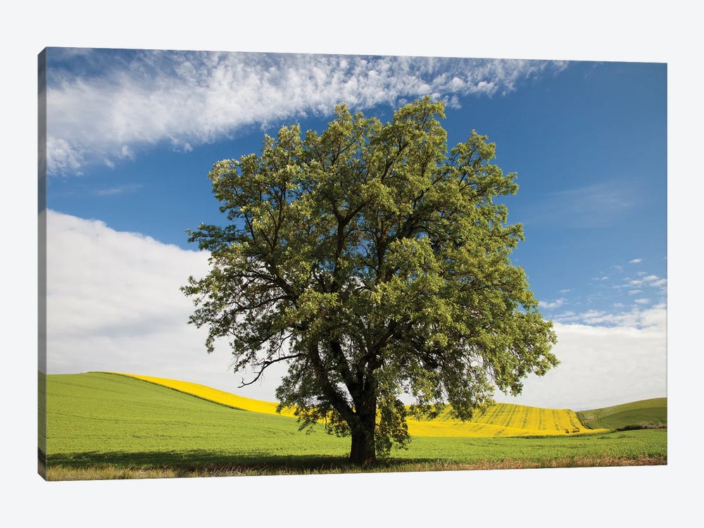 USA, Washington State, Palouse. Lone Tree In A Field Of Wheat With Canola In The Background. by Julie Eggers 1-piece Canvas Art Print