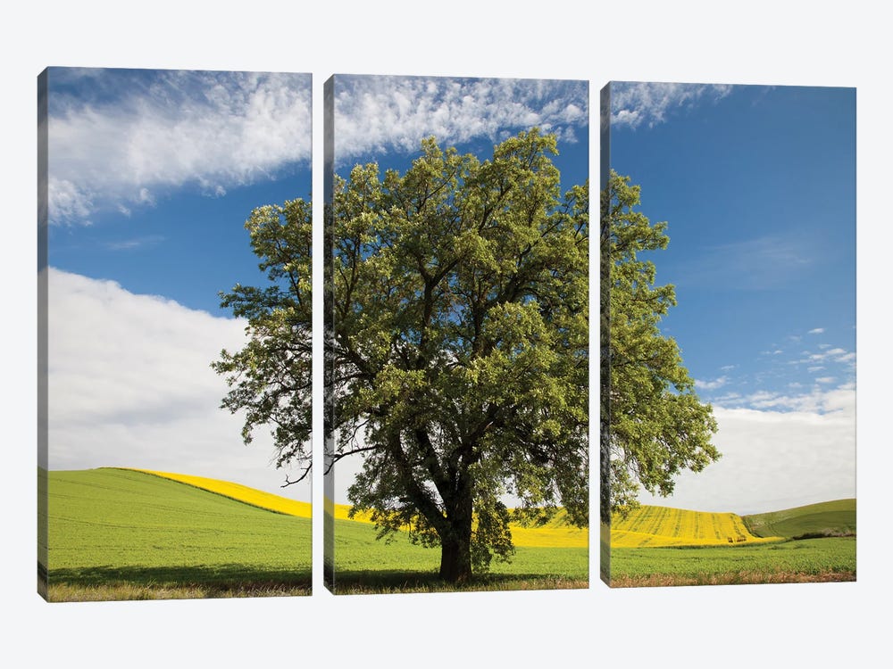 USA, Washington State, Palouse. Lone Tree In A Field Of Wheat With Canola In The Background. by Julie Eggers 3-piece Canvas Art Print