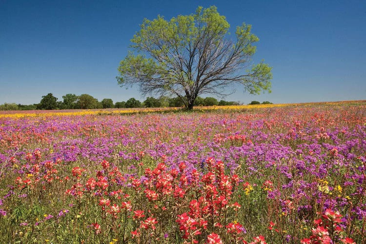 Lone Mesquite Tree In A Colorful Field Of Wildflowers, Texas, USA