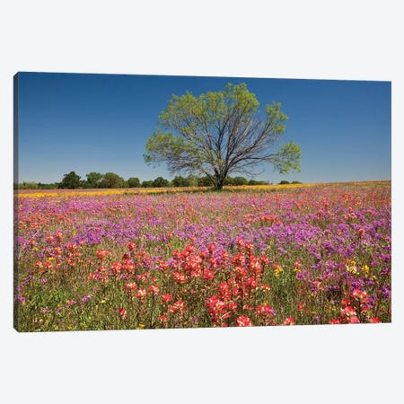 Lone Mesquite Tree In A Colorful Field Of Wildflowers, Texas, USA Canvas Print #JEG5} by Julie Eggers Canvas Artwork