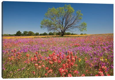 Lone Mesquite Tree In A Colorful Field Of Wildflowers, Texas, USA Canvas Art Print - Garden & Floral Landscape Art
