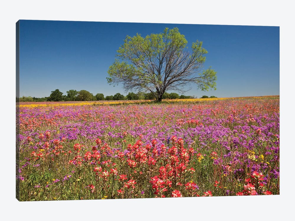 Lone Mesquite Tree In A Colorful Field Of Wildflowers, Texas, USA by Julie Eggers 1-piece Canvas Artwork