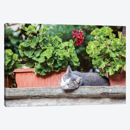 Italy, Umbria, Assisi Gray And White Cat Resting In Between Flower Pots With Geraniums Canvas Print #JEG60} by Julie Eggers Canvas Art Print