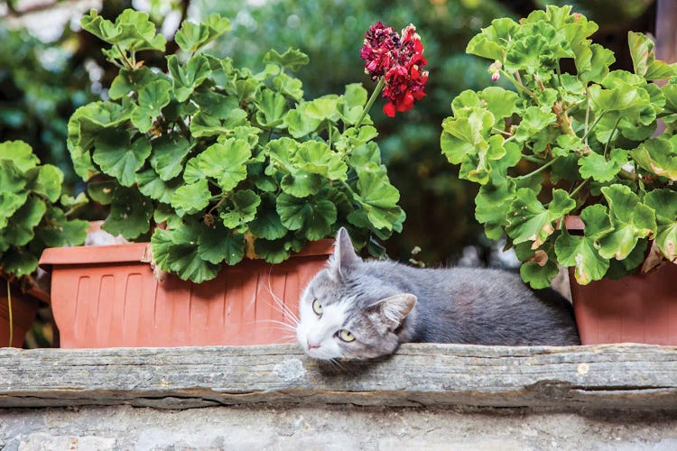 Italy, Umbria, Assisi Gray And White Cat Resting In Between Flower Pots With Geraniums