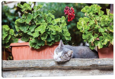 Italy, Umbria, Assisi Gray And White Cat Resting In Between Flower Pots With Geraniums Canvas Art Print
