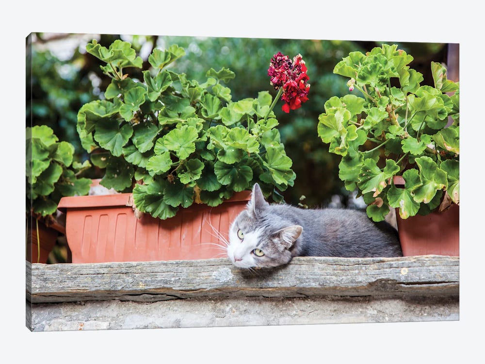 Italy, Umbria, Assisi Gray And White Cat Resting In Between Flower Pots With Geraniums by Julie Eggers 1-piece Canvas Artwork