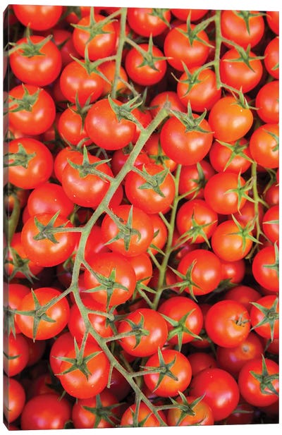 Italy, Umbria, Montefalco Closeup Of Tomatoes On The Vine Canvas Art Print