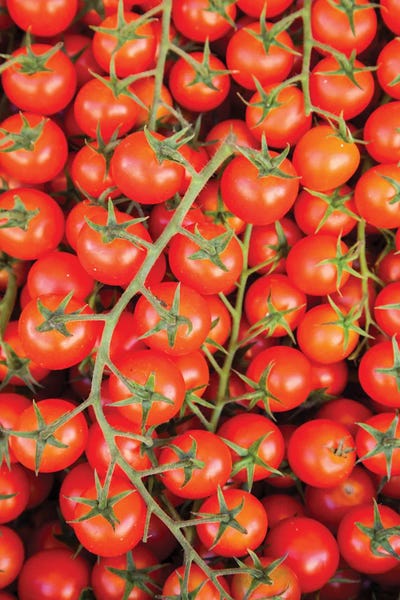 Umbria: Italy, Umbria, Montefalco Closeup Of Tomatoes On The Vine by Julie Eggers