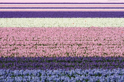 Netherlands, Lisse. Agricultural Field Of Hyacinths by Julie Eggers art print