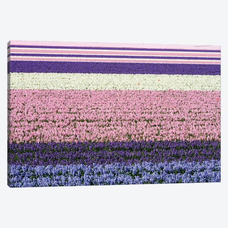 Netherlands, Lisse. Agricultural Field Of Hyacinths Canvas Print #JEG64} by Julie Eggers Canvas Art
