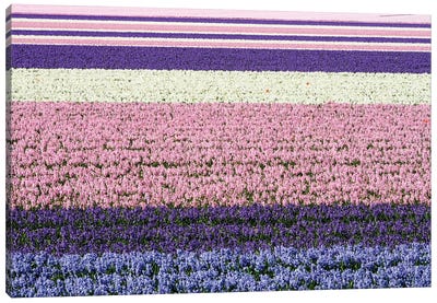 Netherlands, Lisse. Agricultural Field Of Hyacinths Canvas Art Print