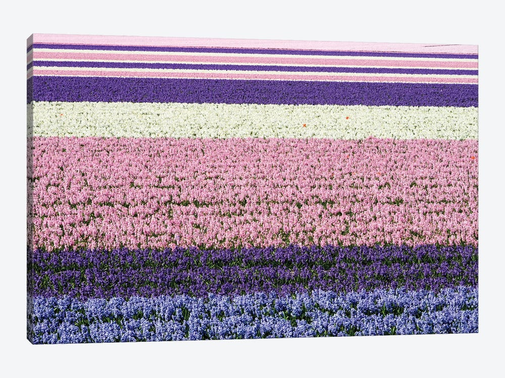 Netherlands, Lisse. Agricultural Field Of Hyacinths by Julie Eggers 1-piece Canvas Artwork