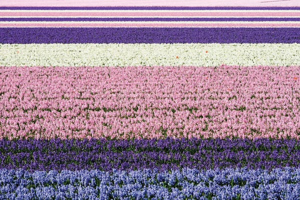 Netherlands, Lisse. Agricultural Field Of Hyacinths