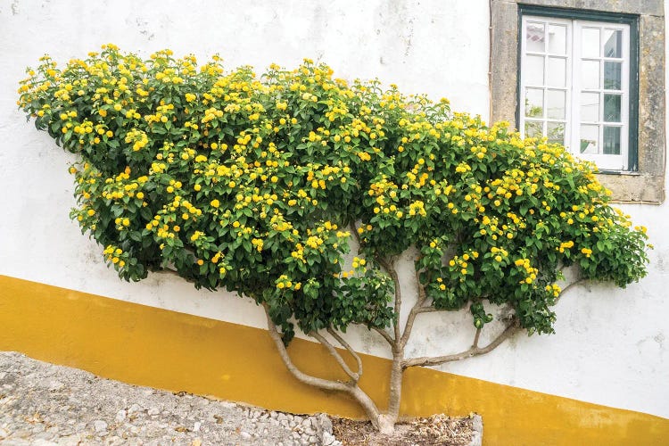 Portugal, Obidos. Yellow Flowering Bush Against The White Wall Of A Home In The Preserved Medieval Town. by Julie Eggers wall art