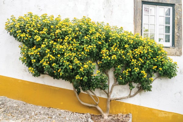 Portugal, Obidos. Yellow Flowering Bush Against The White Wall Of A Home In The Preserved Medieval Town.