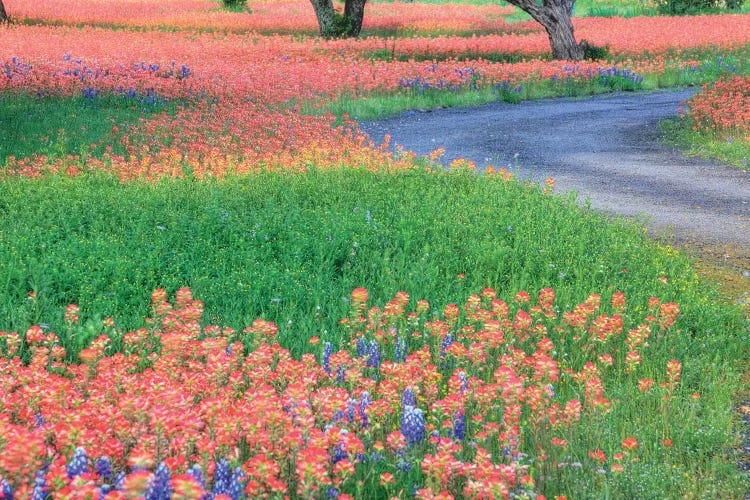 Field Of Bluebonnets And Scarlet Indian Paintbrushes, Texas Hill Country, Texas, USA by Julie Eggers wall art