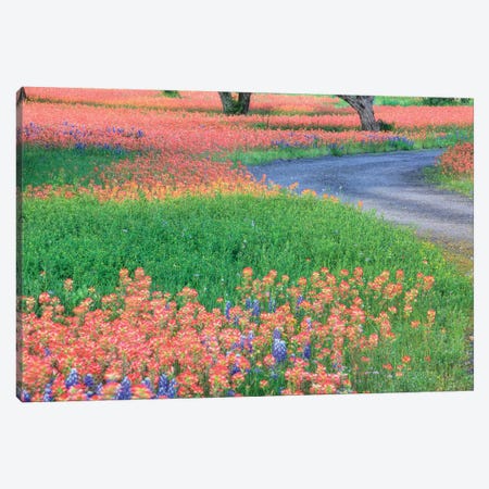 Field Of Bluebonnets And Scarlet Indian Paintbrushes, Texas Hill Country, Texas, USA Canvas Print #JEG6} by Julie Eggers Canvas Wall Art