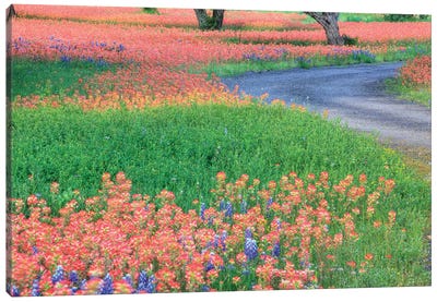 Field Of Bluebonnets And Scarlet Indian Paintbrushes, Texas Hill Country, Texas, USA Canvas Art Print - Bluebonnet Art