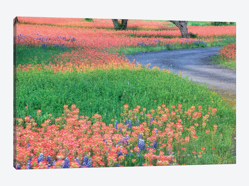 Field Of Bluebonnets And Scarlet Indian Paintbrushes, Texas Hill Country, Texas, USA by Julie Eggers 1-piece Canvas Art Print