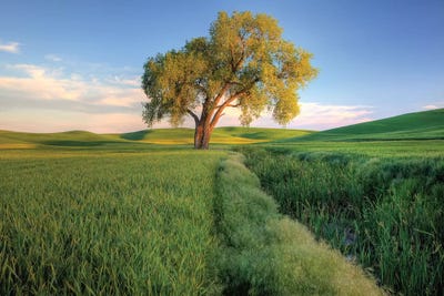 Lone Tree In A Field, Palouse, Washington, USA by Julie Eggers art print