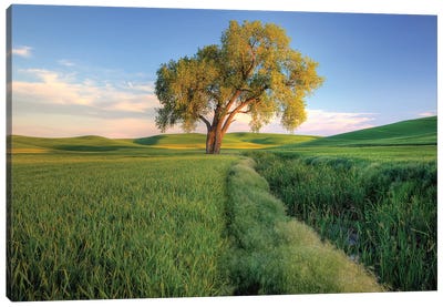 Lone Tree In A Field, Palouse, Washington, USA Canvas Art Print