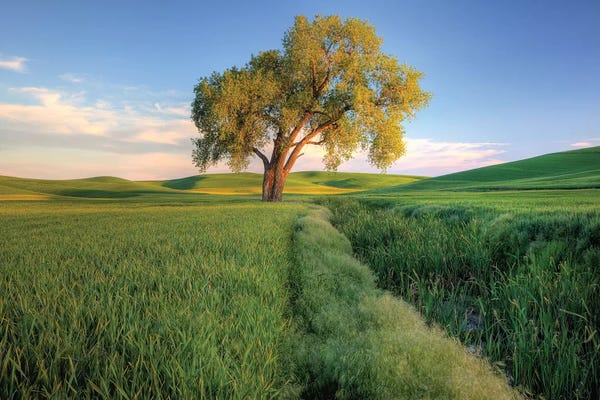 Julie Eggers: Lone Tree In A Field, Palouse, Washington, USA by Julie Eggers