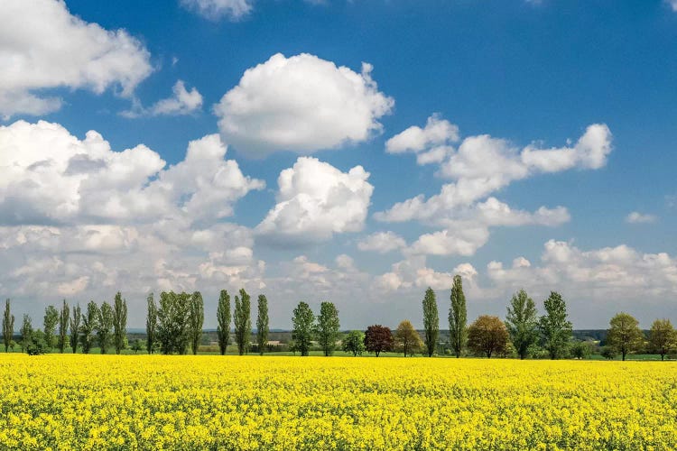 Canola Field And Tree Line, Czech Republic