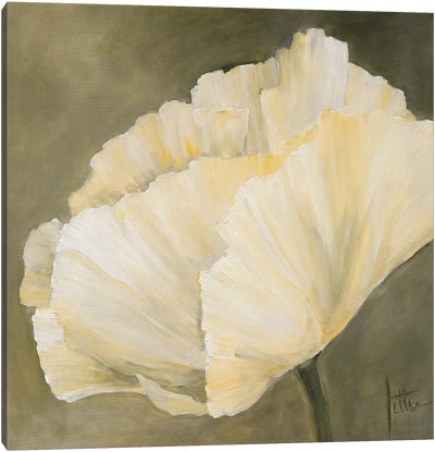 Poppy In White III Canvas Art Print - Jettie Roseboom