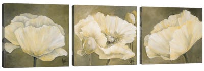 Poppy In White Triptych Canvas Art Print - Nature Close-Up Art