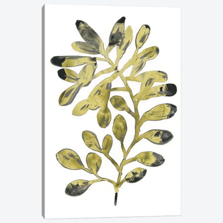 Foliage Fossil II Canvas Print #JEV1233} by June Erica Vess Canvas Art