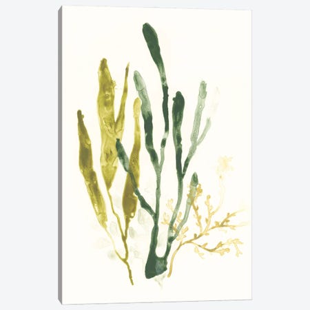 Kelp Collection I Canvas Print #JEV1280} by June Erica Vess Canvas Art Print