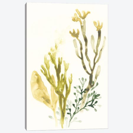 Kelp Collection II Canvas Print #JEV1281} by June Erica Vess Art Print