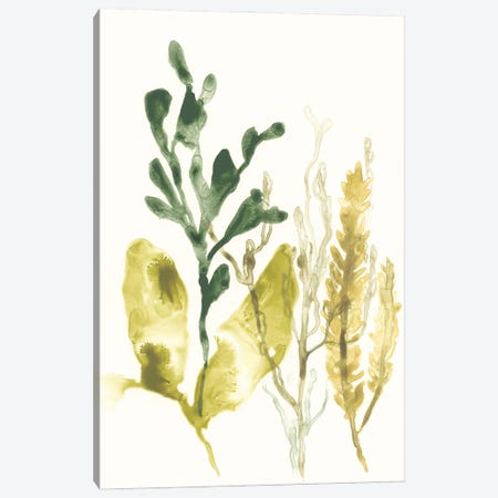 Kelp Collection III Canvas Print #JEV1282} by June Erica Vess Canvas Art Print