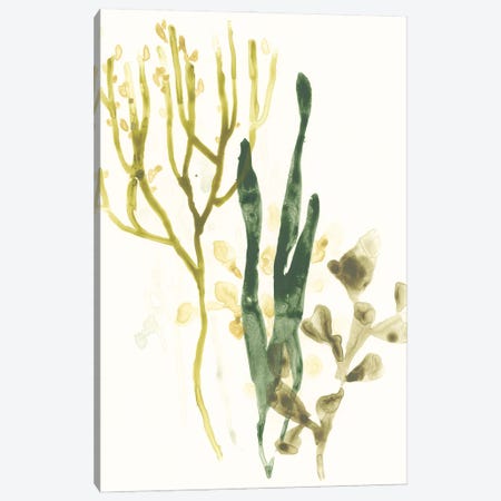 Kelp Collection V Canvas Print #JEV1284} by June Erica Vess Canvas Artwork