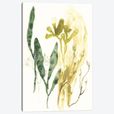 Kelp Collection VI Canvas Print #JEV1285} by June Erica Vess Canvas Artwork