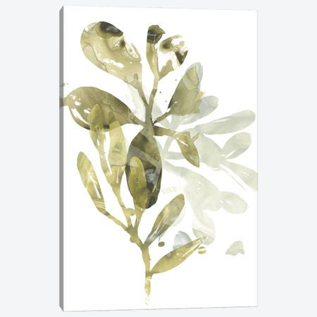 Lichen & Leaves I Canvas Print #JEV1286} by June Erica Vess Canvas Artwork