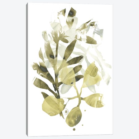 Lichen & Leaves II Canvas Print #JEV1287} by June Erica Vess Canvas Artwork