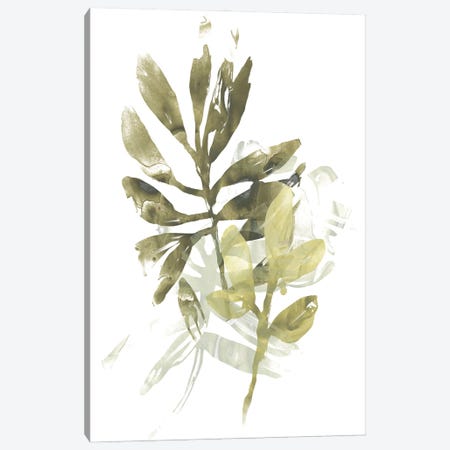 Lichen & Leaves III Canvas Print #JEV1288} by June Erica Vess Canvas Art Print