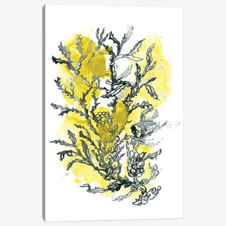 Citron Sea Kelp II Canvas Print #JEV1493} by June Erica Vess Canvas Artwork