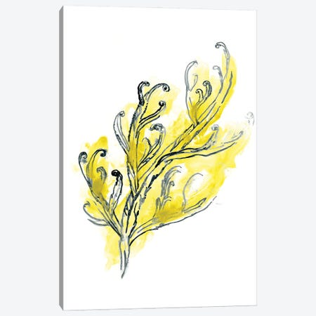 Citron Sea Kelp III Canvas Print #JEV1494} by June Erica Vess Canvas Print