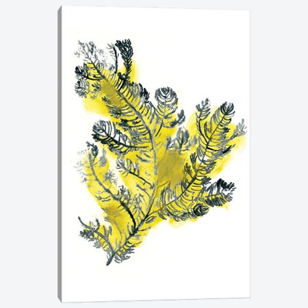 Citron Sea Kelp IV Canvas Print #JEV1495} by June Erica Vess Art Print