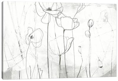 Poppy Sketches I Canvas Art Print - Poppy Art