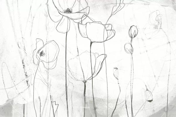 Poppy Sketches I