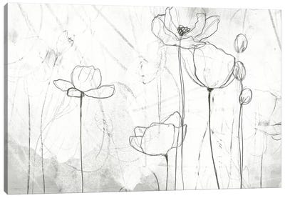 Poppy Sketches II Canvas Art Print - June Erica Vess