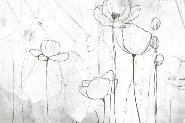 Poppy Sketches II
