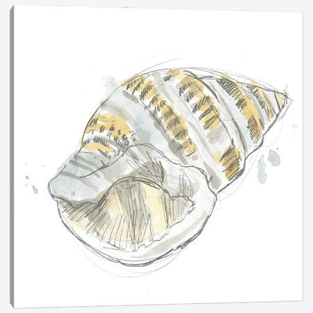 Citron Shell Sketch I Canvas Print #JEV2231} by June Erica Vess Canvas Art