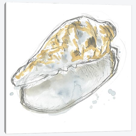Citron Shell Sketch IV Canvas Print #JEV2234} by June Erica Vess Canvas Print